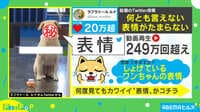 【映像】元気を出して！ 犬の“しょんぼり顔”が話題