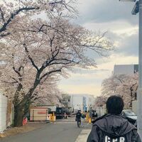 「貴重すぎる、、」「可愛い好きです」菅田将暉と桜の春らしいオフショットにファン歓喜