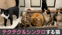 【映像】“一糸乱れぬ”完璧な猫ダンス