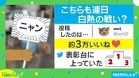 【映像】メダリスト風に並んだ3匹の猫