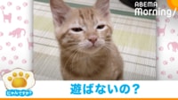 【映像】子猫に起きたアクシデント
