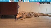 【映像】部屋中を歩き回る「でかおくん」