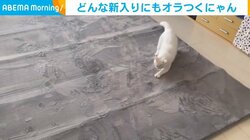 肉球全開で前足をシャカシャカ動かす猫 新品ラグの“フワフワ”に突撃する姿に飼い主「どういう感情？」