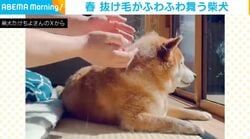 「春だ〜！」抜け毛がふわふわ舞う柴犬に「たんぽぽの綿毛みたい」「うちも…掃除機が間に合わない」と反響