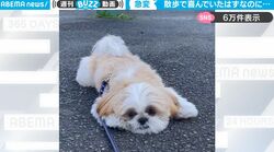 大喜びしてたハズのに…お散歩途中で突然テンションが急降下したわんこたちが話題に「道路でふせしてるww」