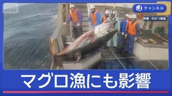 続く原油高騰…「遠洋マグロ漁」にも影響が