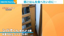 ドア通れず鼻先だけ出す柴犬 朝ごはんが食べたくて必死な様子に飼い主「興奮して暴れるので廊下で待機」