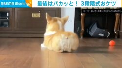 コーギー犬が床に伏せ→後ろ脚をパカッ 段階的にリラックスする姿に「可変式おけつ」「テンポよすぎて気持ち良い」と反響
