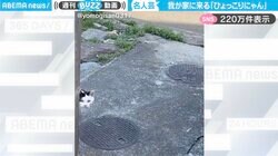 ひょっこり顔出し！壁から現れる野良猫のかわいすぎる挨拶に「ドキドキした」「はい、ひょっこりにゃん！」と反響