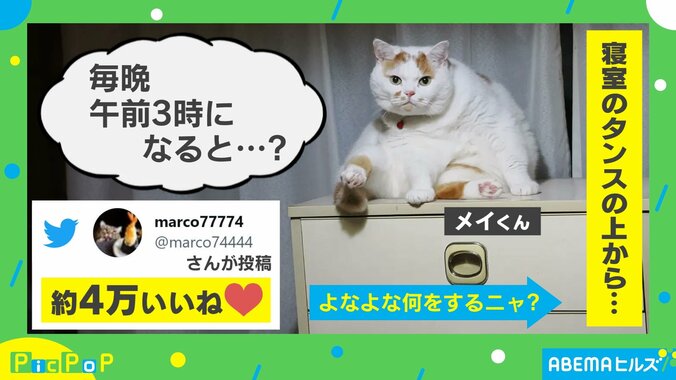 午前3時になると愛猫が父のお腹へダイブ！跳ぶ前の表情に「めっちゃ凛々しい」「今夜も跳ぶぜ！って顔」反響続々 1枚目