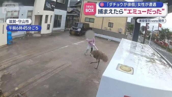 女性に近づくエミュー