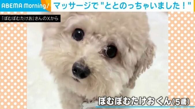 ぽむぽむたけおくん