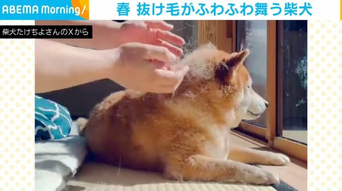 柴犬のたけちよくん