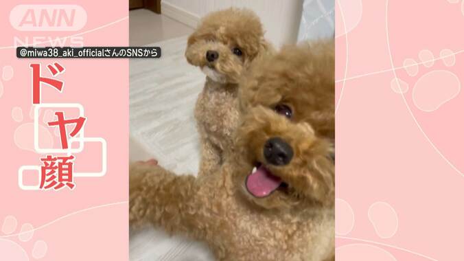 割り込んで“お手”　飼い主さん独占でドヤ顔！なワンちゃん　お手を横取りしてるの？ 1枚目