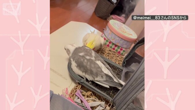 別の日もそろってペコリ
