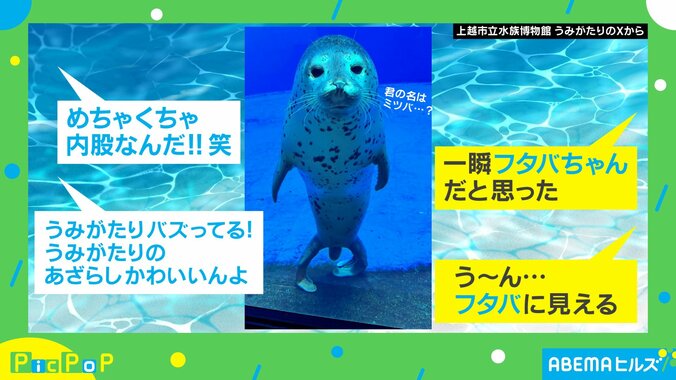 ゴマフアザラシが見せた内股すぎる“立ち姿”