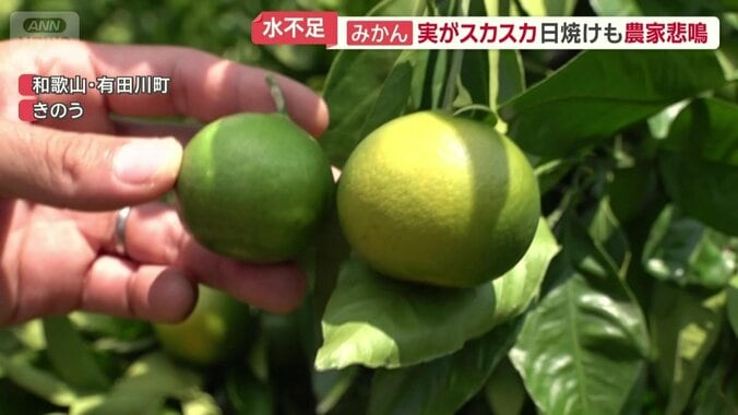 日焼け果（右）
