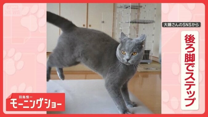 後ろ脚をぴょんぴょん　軽快にステップするネコちゃん　その理由は…飼い主さん？ 1枚目