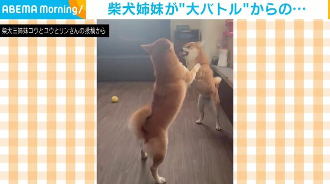 柴犬姉妹