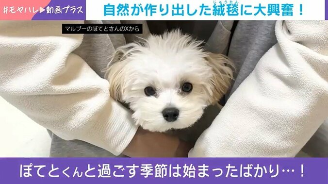 普段のぽてとくん