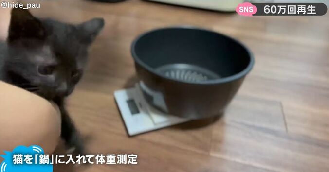 子猫の体重を量りたい→鍋に入れようとすると… 可愛すぎる逃走動画に大反響！「機動力が急にアップしすぎwww」 1枚目