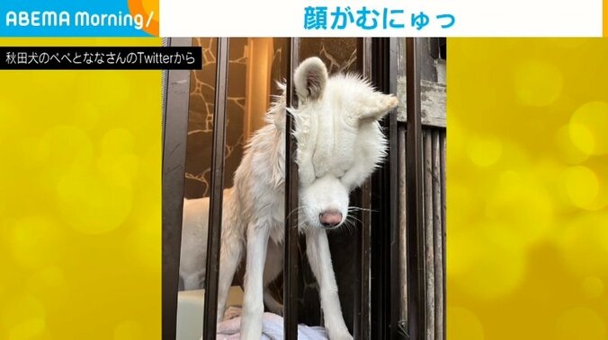 柵にハマって抜け出そうとする犬 “必死すぎる顔”に「抱きしめたくなる」「一生懸命が伝わってくる」反響続々 1枚目