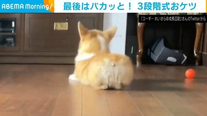 コーギー犬が床に伏せ→後ろ脚をパカッ 段階的にリラックスする姿に「可変式おけつ」「テンポよすぎて気持ち良い」と反響 1枚目