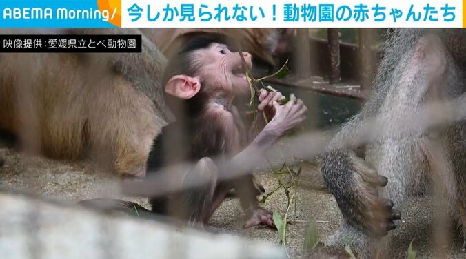 マントヒヒの赤ちゃんルウルウちゃん