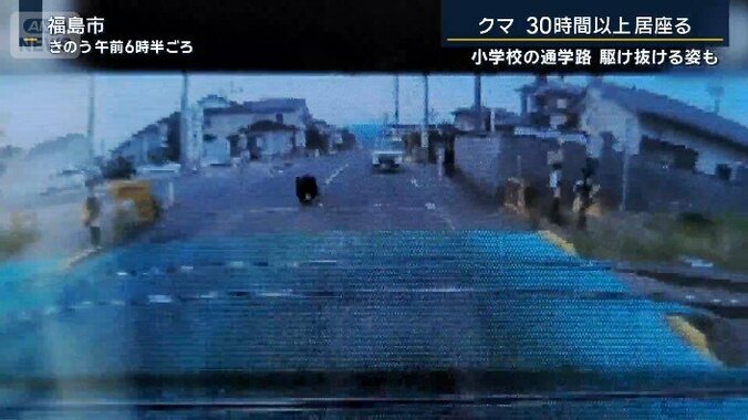 クマ