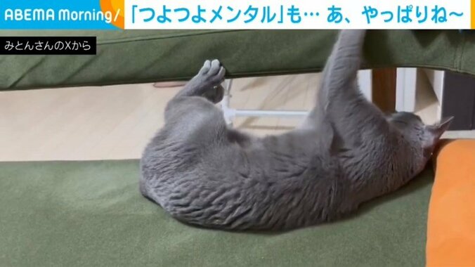 “つよつよメンタル”の猫 ソファの端ギリギリで遊び続けた“結末”に「元気な子だｗ」「かわよ」と反響 2枚目