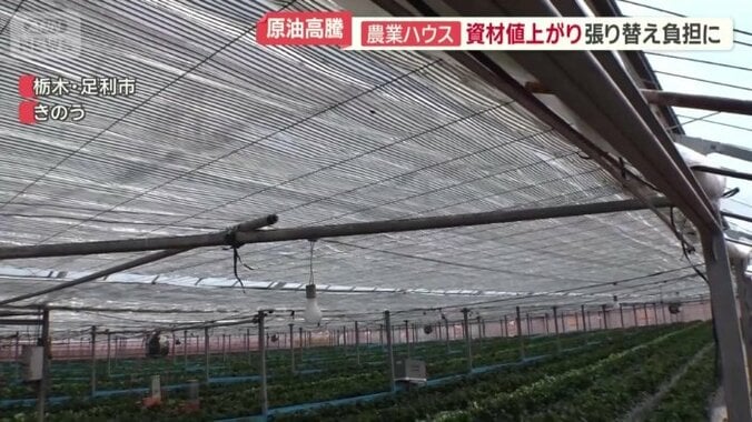 イチゴやアスパラガスはハウス栽培