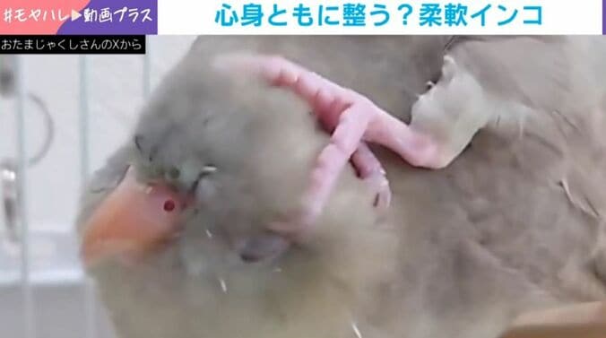インコの“軟体ポーズ”
