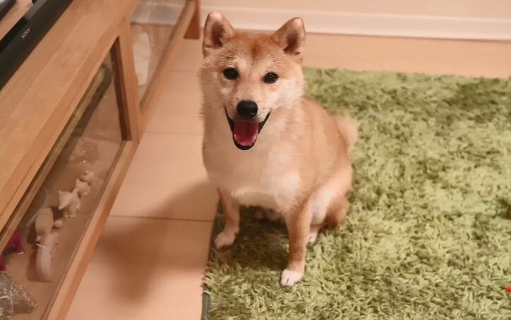 「お尻出てるよ!」ふわもこ柴犬だいふく、家を買う? お散歩やおもちゃに大興奮