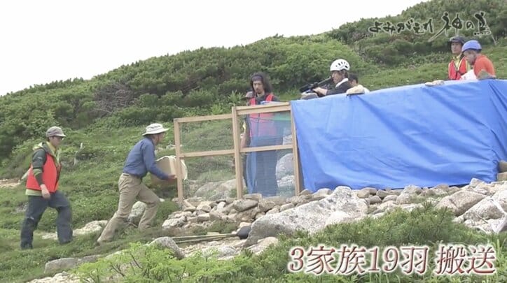 人を恐れない“神の鳥”をどう守り抜く？ ニホンライチョウ「復活作戦」が始動！