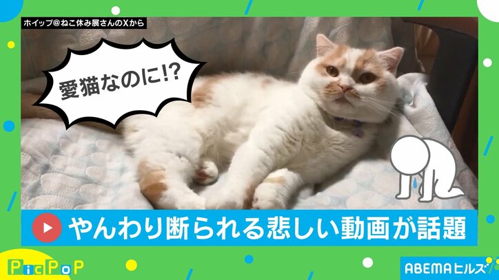 【写真・画像】「なでないで」…やんわり断る猫VS諦めないご主人の“静かな攻防”が話題　1枚目
