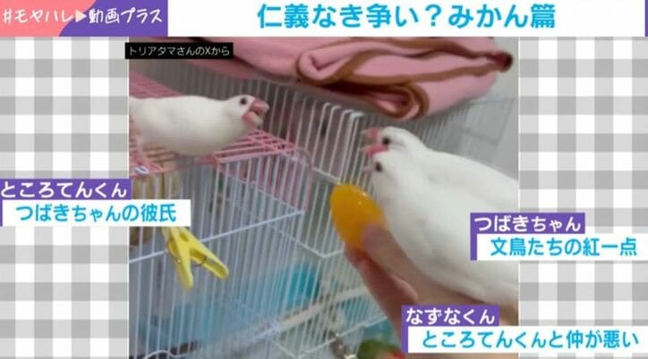 文鳥たち