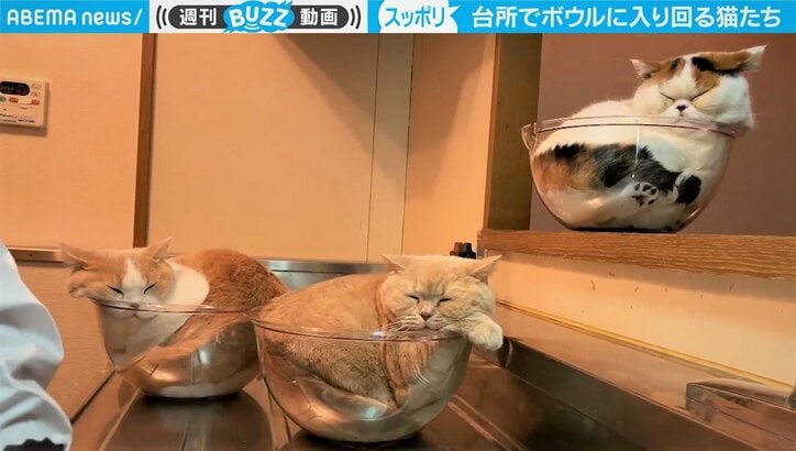 台所の猫が「まるで現代アート展」 ボウルにハマって回転する姿に「めっちゃ笑える」の声