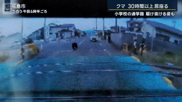 クマ