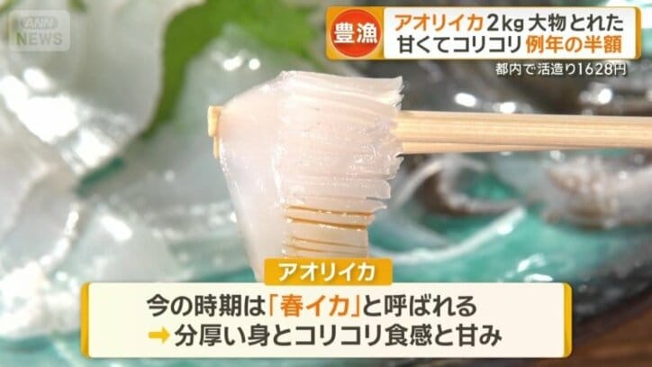 「春イカ」と呼ばれるアオリイカ