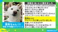 ドッグランに来たものの…“犬見知り”全開で「切なくなってきた」「犬社会も色々あるのな」