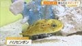 「ハリセンボンの針は1000本ない」　“ざんねん”すぎる生き物たちの意外な生態