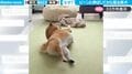 一体、何してるの? ゴロゴロからの脚をピーン…柴犬の就寝前のルーティンがかわいすぎて話題に「芸術点の高い脚の動き」