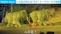 「だまされた」批判殺到も一転して称賛の声？テーマパークの“ゾウ”の足元に映った“違和感”に物議 中国 