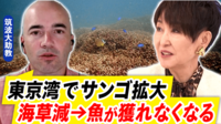 東京湾にサンゴ大繁殖!進む気候変動問題 日本人が無関心なのはメディアのせい?