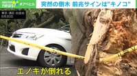 突然の倒木 前兆サインは“キノコ”