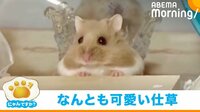 机にちょこん…からの「ビシィ!!」キレキレの“ツッコミ”を入れるハムスター