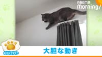 【映像】華麗な三角跳びをする猫