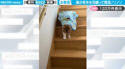 ブランケットを羽織りながら階段を下りる猫がかわいすぎる！行き先はストーブの前！「人間みたい」と反響