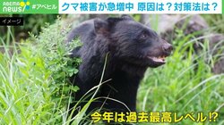 「とる（捕獲）しかない…」相次ぐ“クマ被害”で市街地での猟銃使用が可能に…原因＆対策法とは？ 専門家が解説