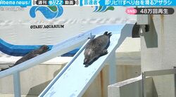 一体、何してるの？ 2頭のアザラシがすべり台を滑りまくる動画がただただ可愛すぎると話題に「一生見ていられる」「癒されます」